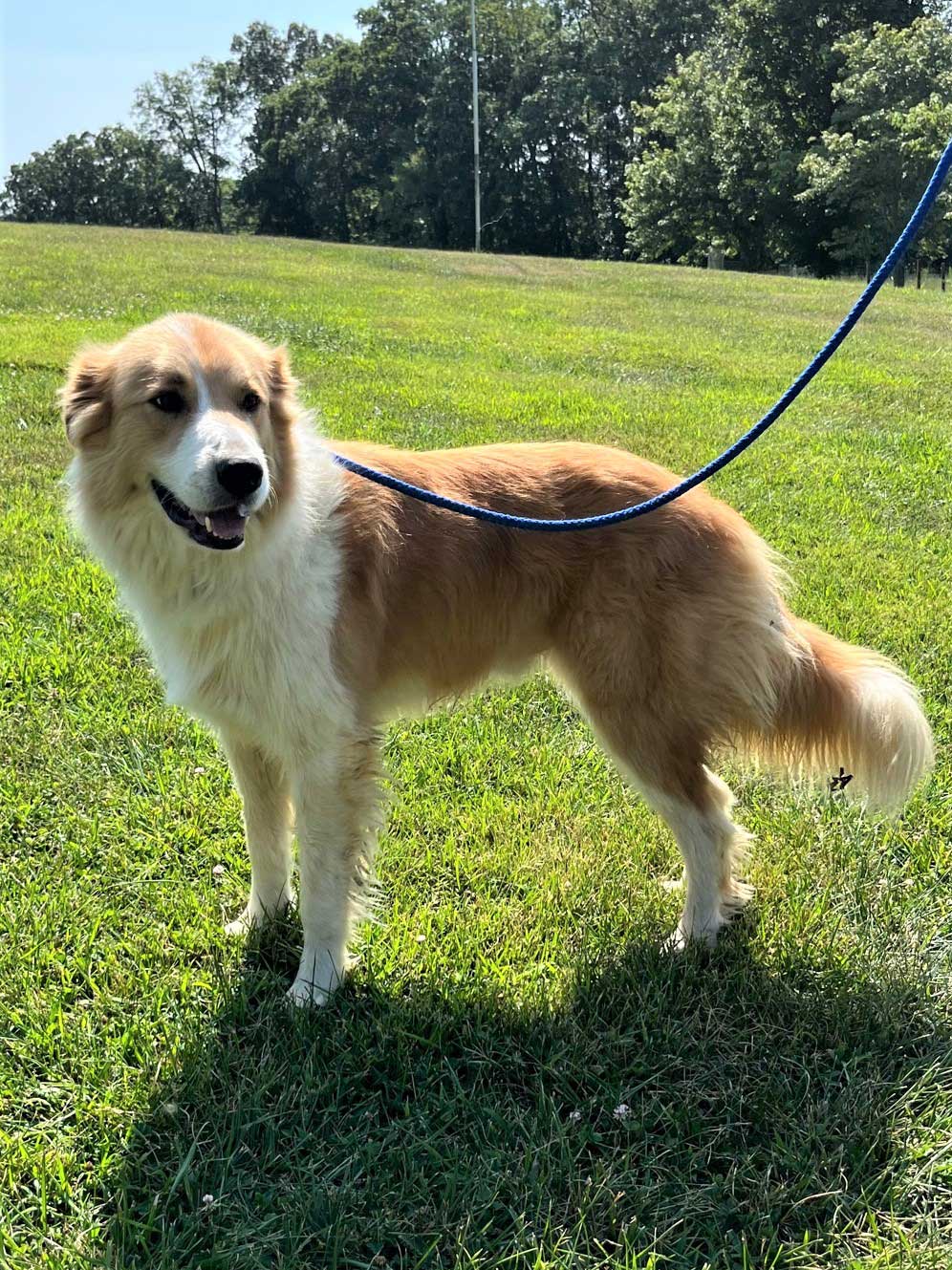 Great pyrenees and collie hot sale mix