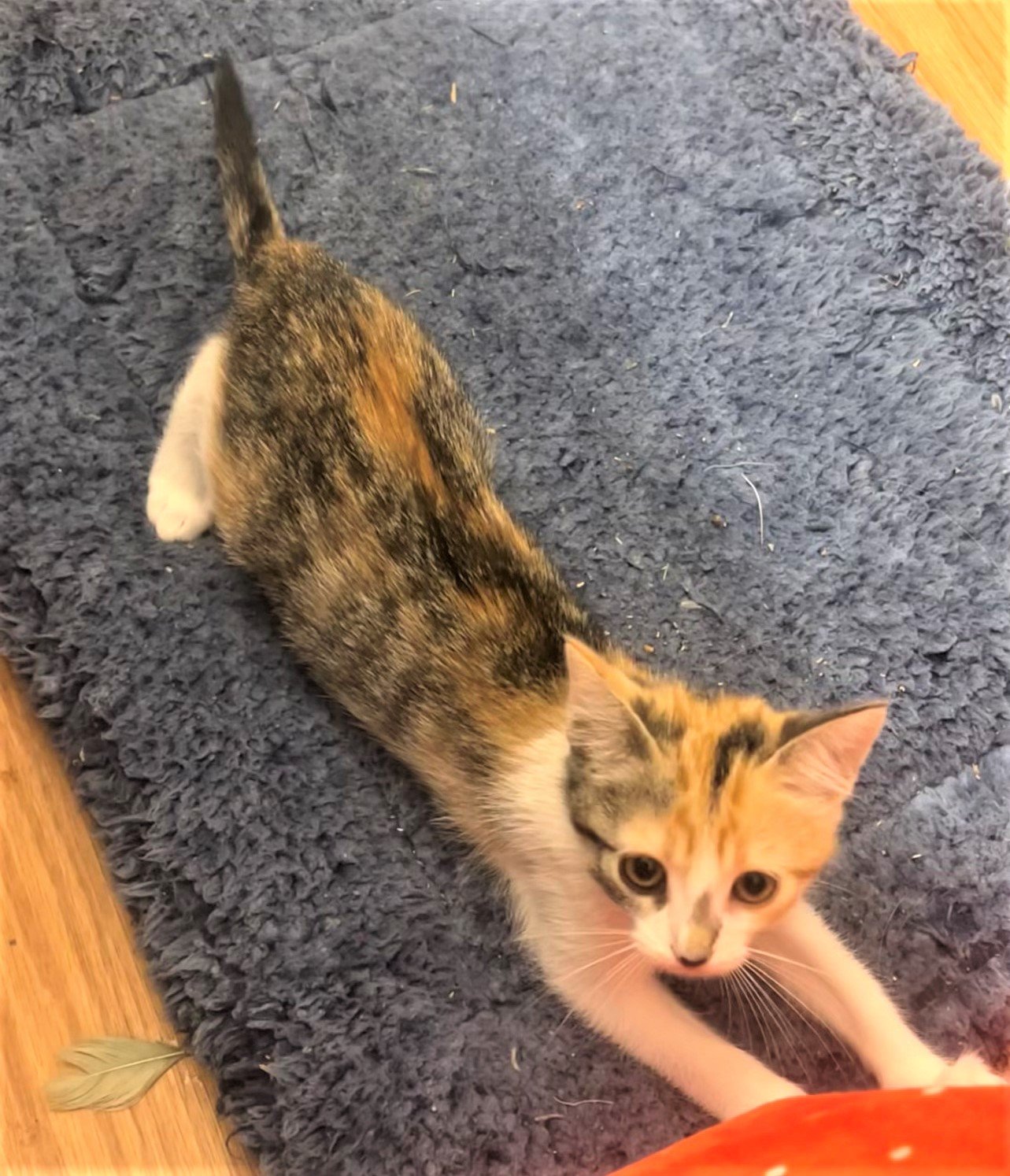 adoptable Cat in Sussex, NJ named KITTEN HARLEY GIRL