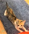 adoptable Cat in , NJ named KITTEN HARLEY GIRL