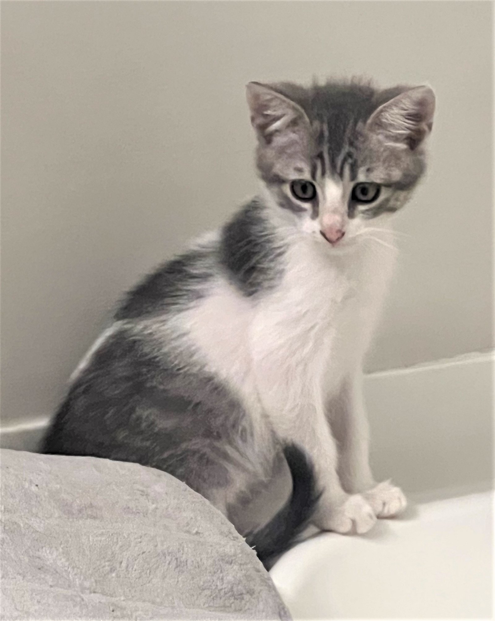 adoptable Cat in Sussex, NJ named KITTEN DART
