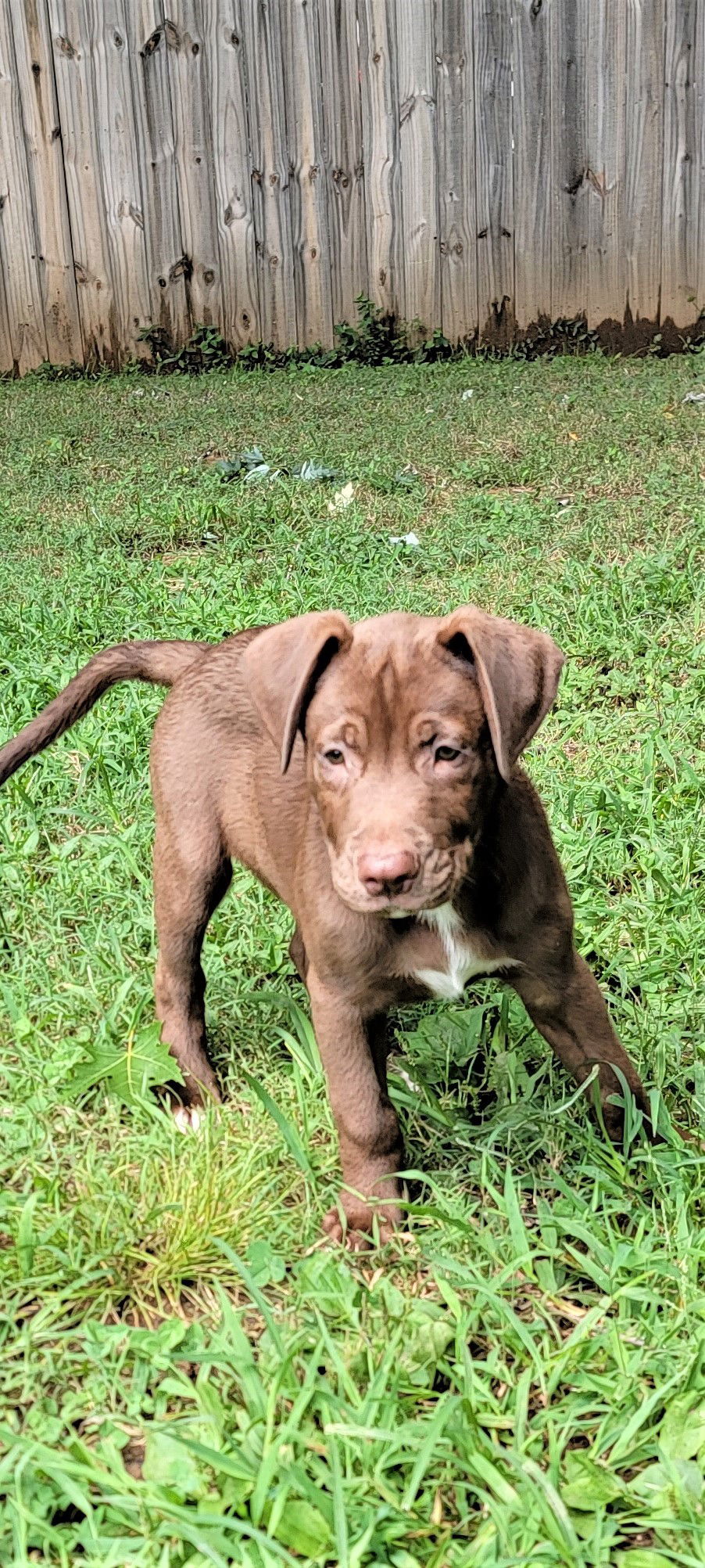 Dog for Adoption - PUPPY CLYDESDALE, a Labrador Retriever in Teaneck ...