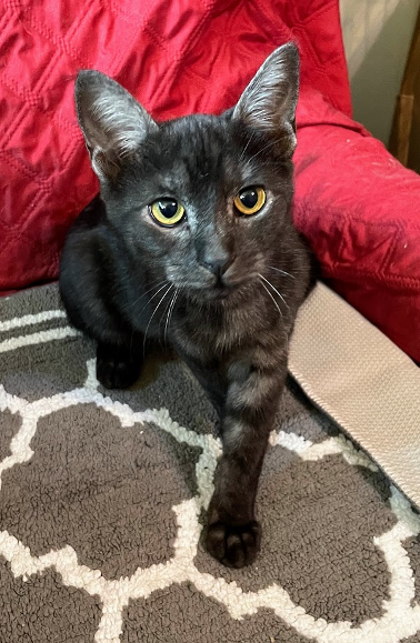 adoptable Cat in Sussex, NJ named KITTEN MALABAR