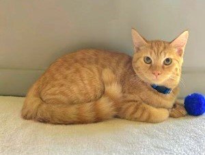 adoptable Cat in Sussex, NJ named KITTEN FELIX