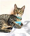 adoptable Cat in , NJ named KITTEN WINSTON