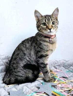 adoptable Cat in Sussex, NJ named KITTEN MOLLY