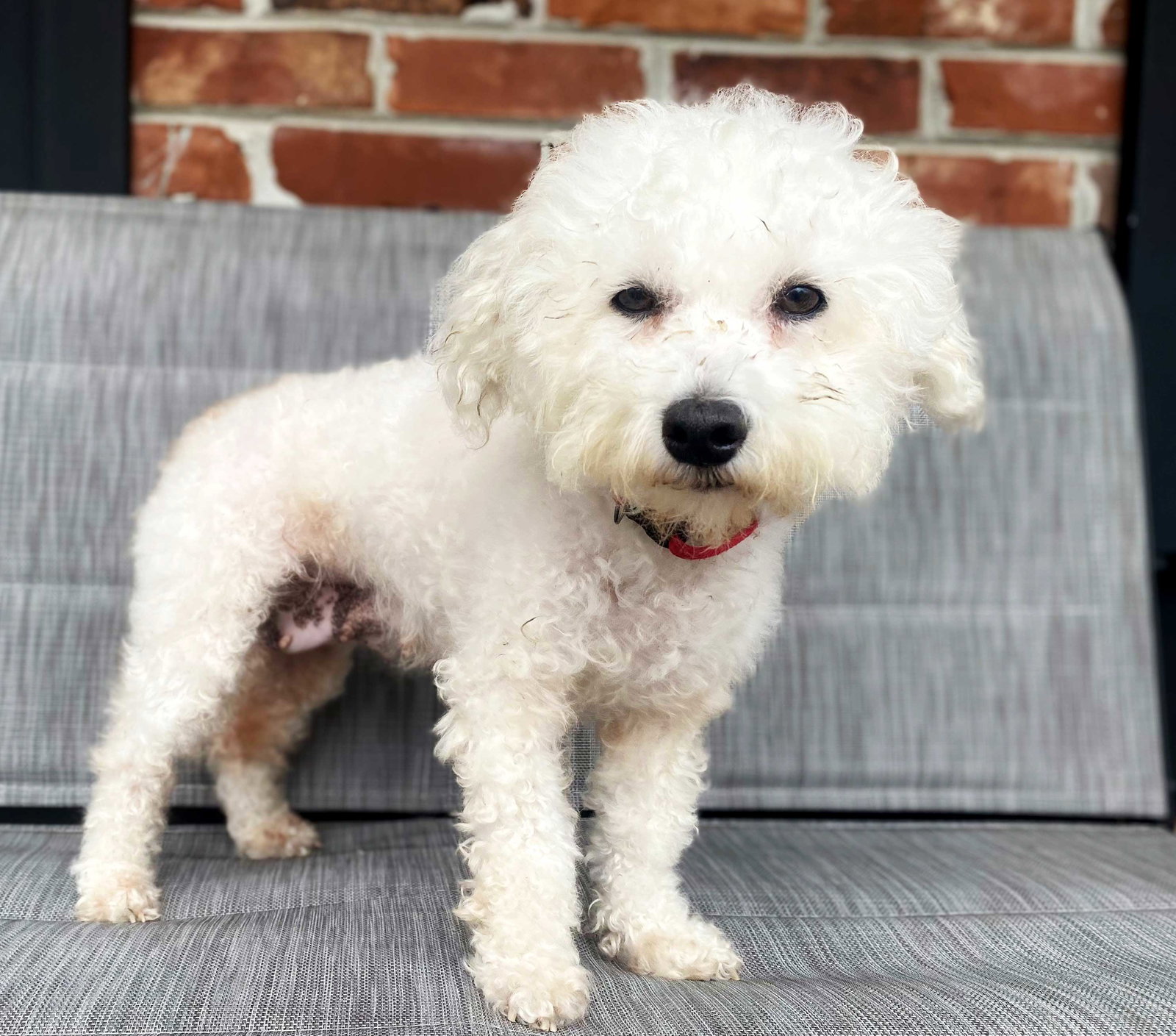 Dog for Adoption SHELBY BICHON, a Bichon Frise in Hunterdon County