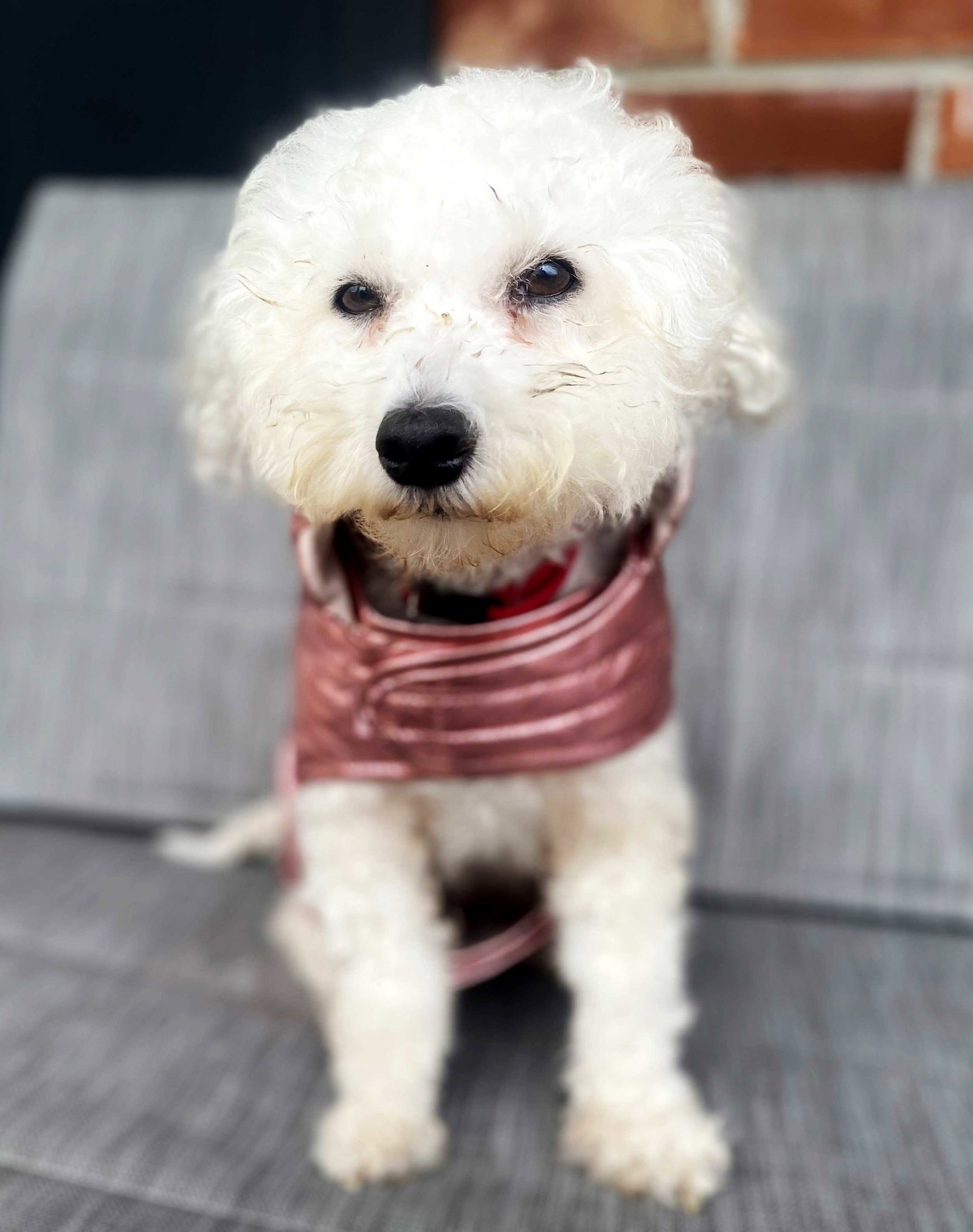 Dog for Adoption SHELBY BICHON, a Bichon Frise in Hunterdon County