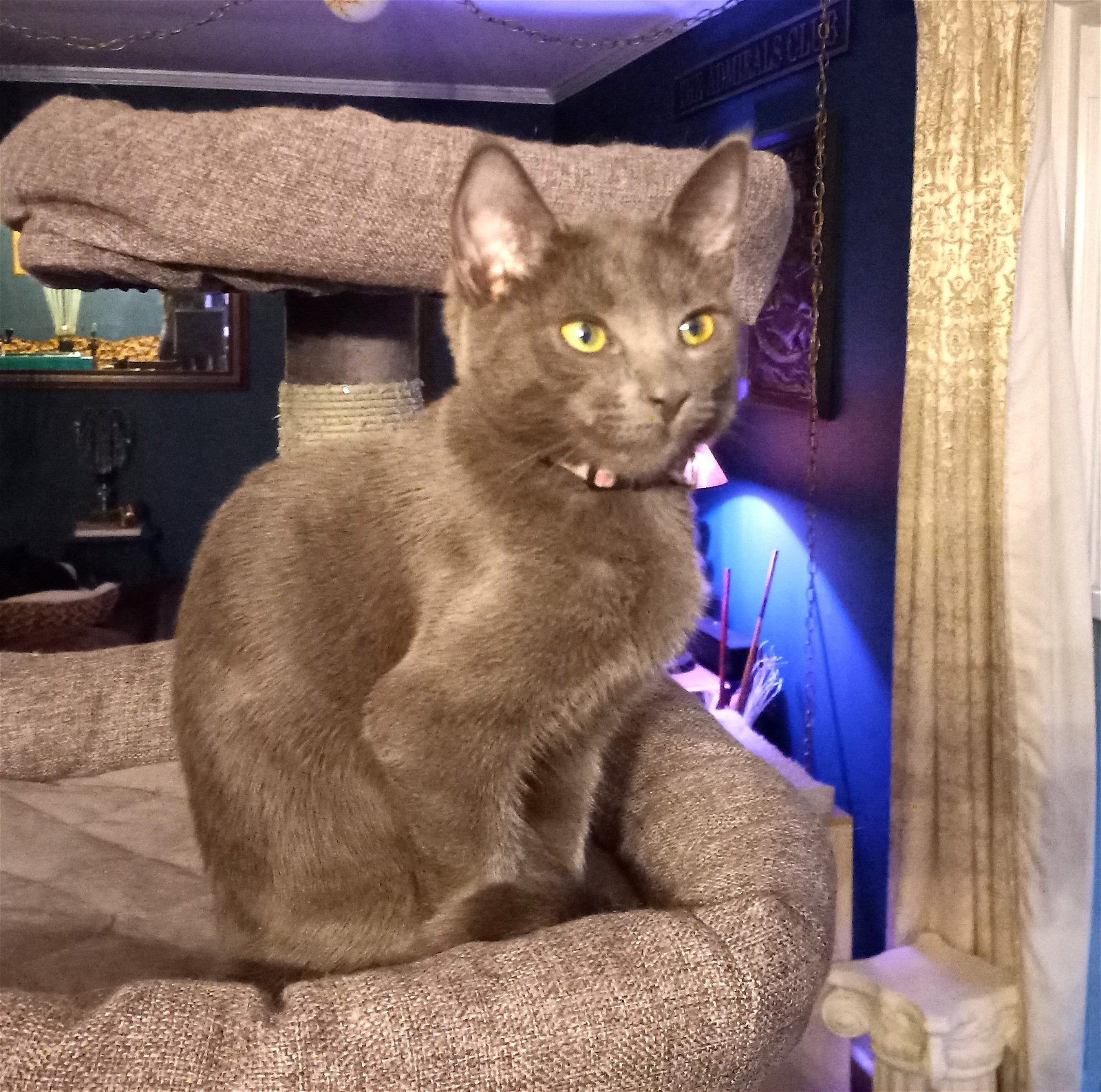 adoptable Cat in Sussex, NJ named KITTEN GRAYCIE
