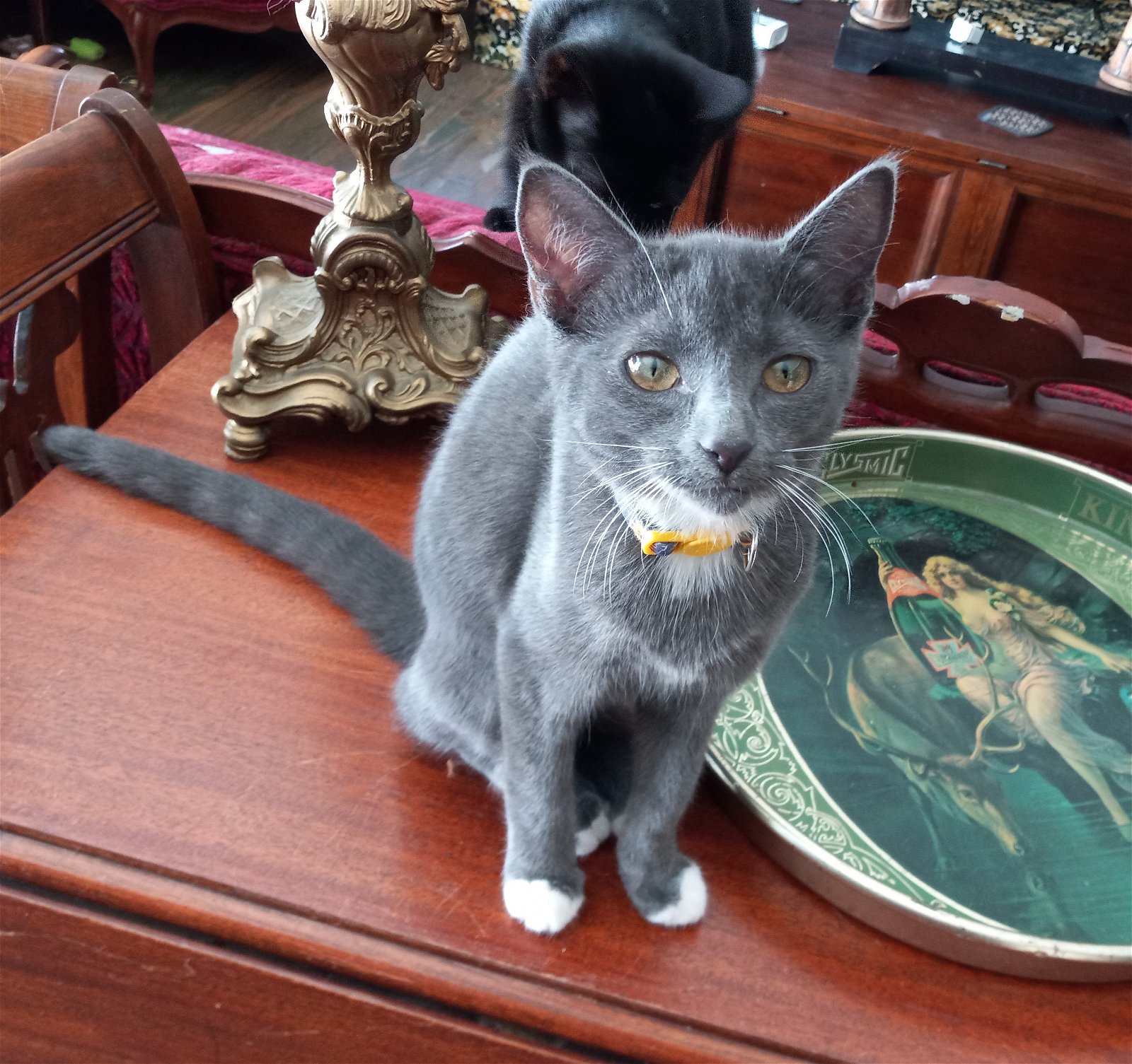 adoptable Cat in Sussex, NJ named KITTEN GRAY CRYSTAL