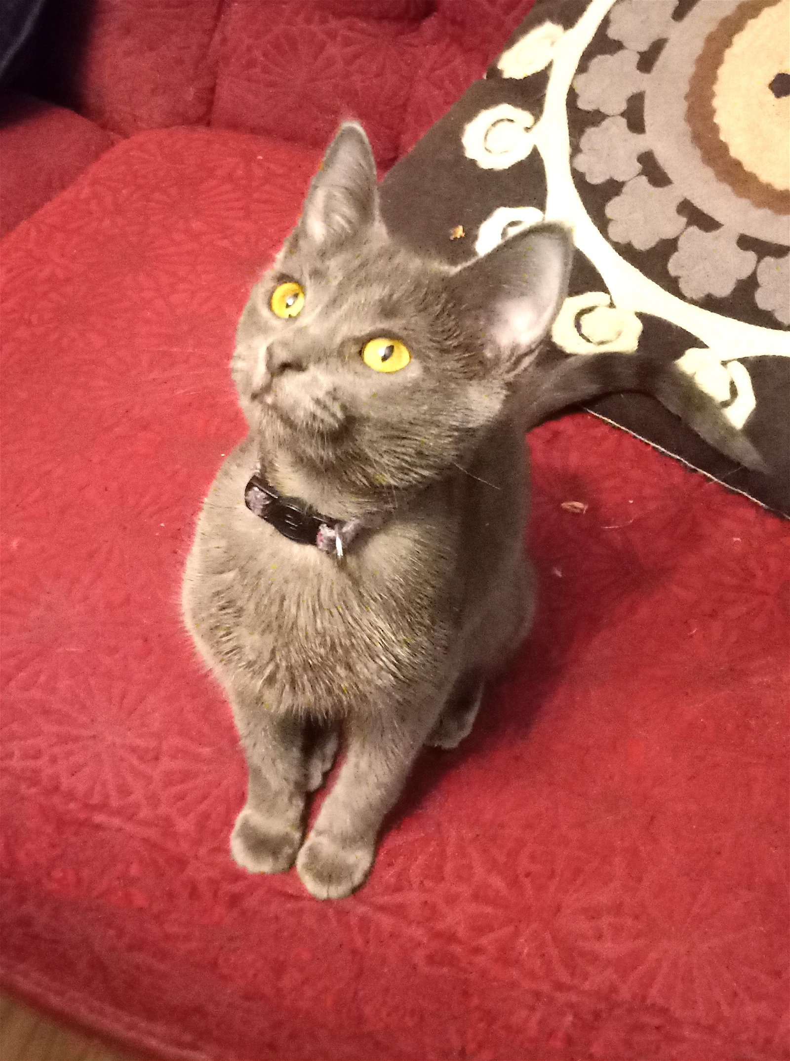 adoptable Cat in Sussex, NJ named KITTEN GRAY PEARL