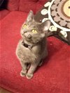 adoptable Cat in , NJ named KITTEN GRAY PEARL