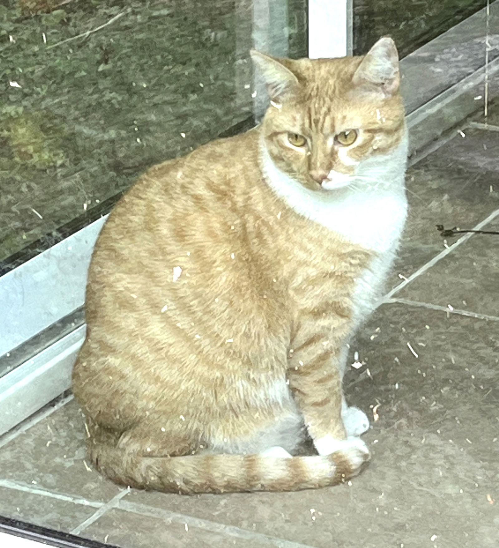 adoptable Cat in Sussex, NJ named KITTEN RUBY (RICKY'S LUCY)