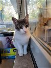 adoptable Cat in , NJ named KITTEN RICKY RICARDO ADOPT ME AND MY LUCY PLEASE!