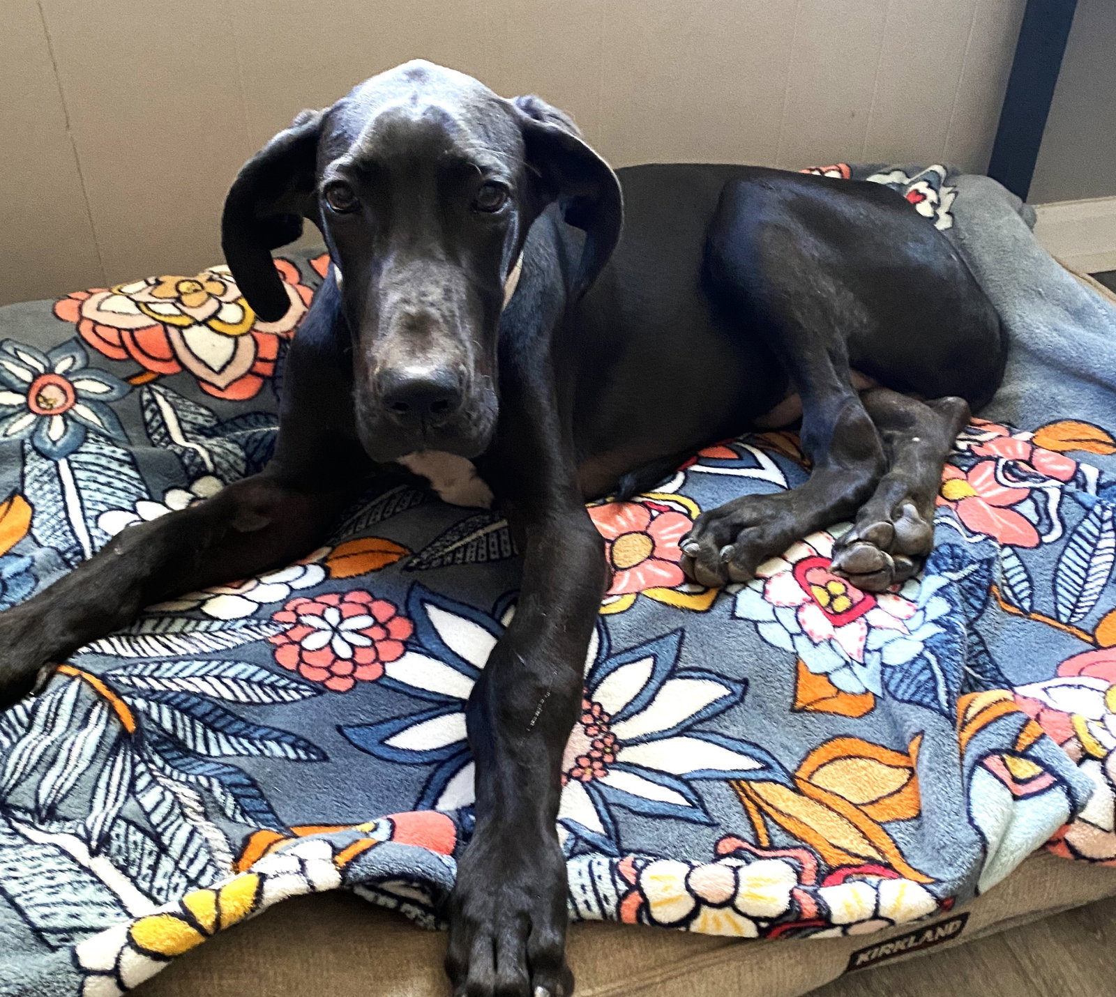 Dog for Adoption TALL TITAN, a Great Dane in Westchester County, NY Alpha Paw
