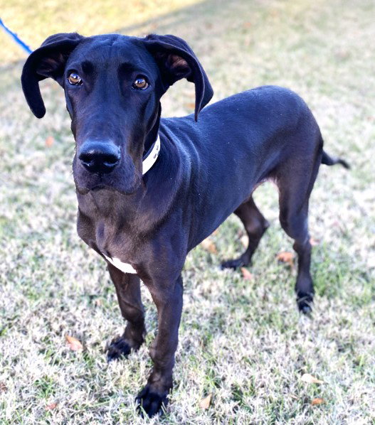 Dog for Adoption TALL TITAN, a Great Dane in Westchester County, NY Alpha Paw