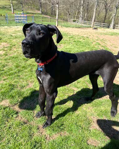 adoptable Dog in Sussex, NJ named TALL TITAN