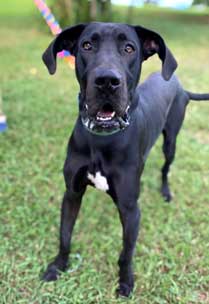 adoptable Dog in Sussex, NJ named TALL TITAN