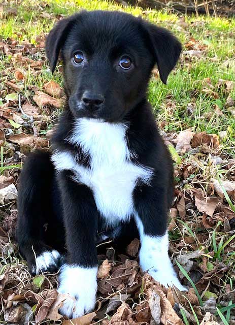 Dog for Adoption - PUPPY DUSTIN, a Border Collie in Brooklyn Heights ...