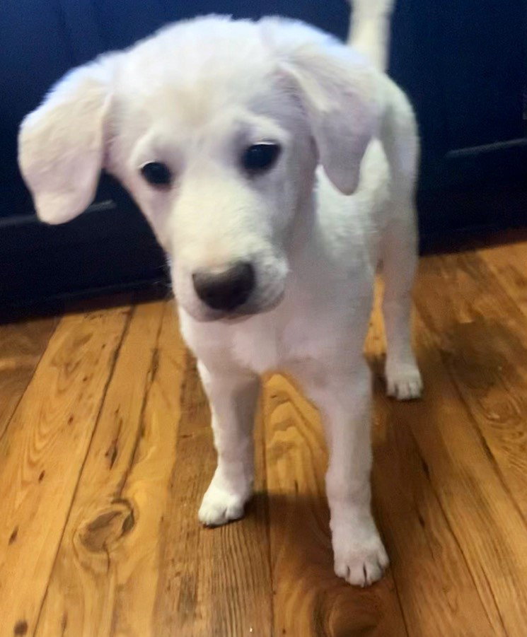 Dog for Adoption PUPPY PURDY PEARL, a Great Pyrenees in Yonkers, NY