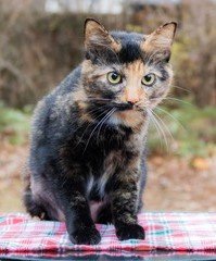 adoptable Cat in Sussex, NJ named LAVERNE