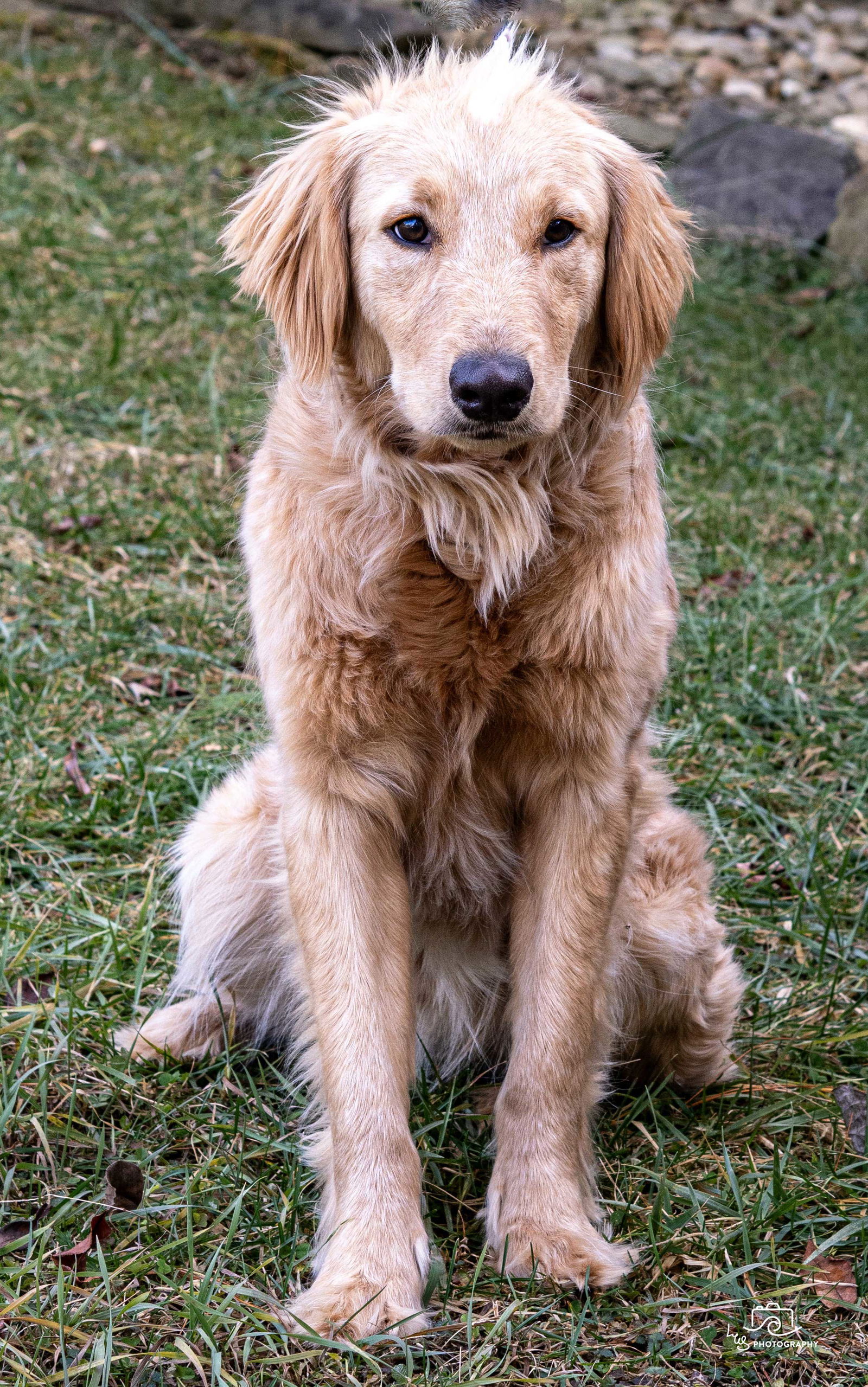 Dog for Adoption - SUNSHINE SUNNY Golden Retriever Pup, a Golden ...