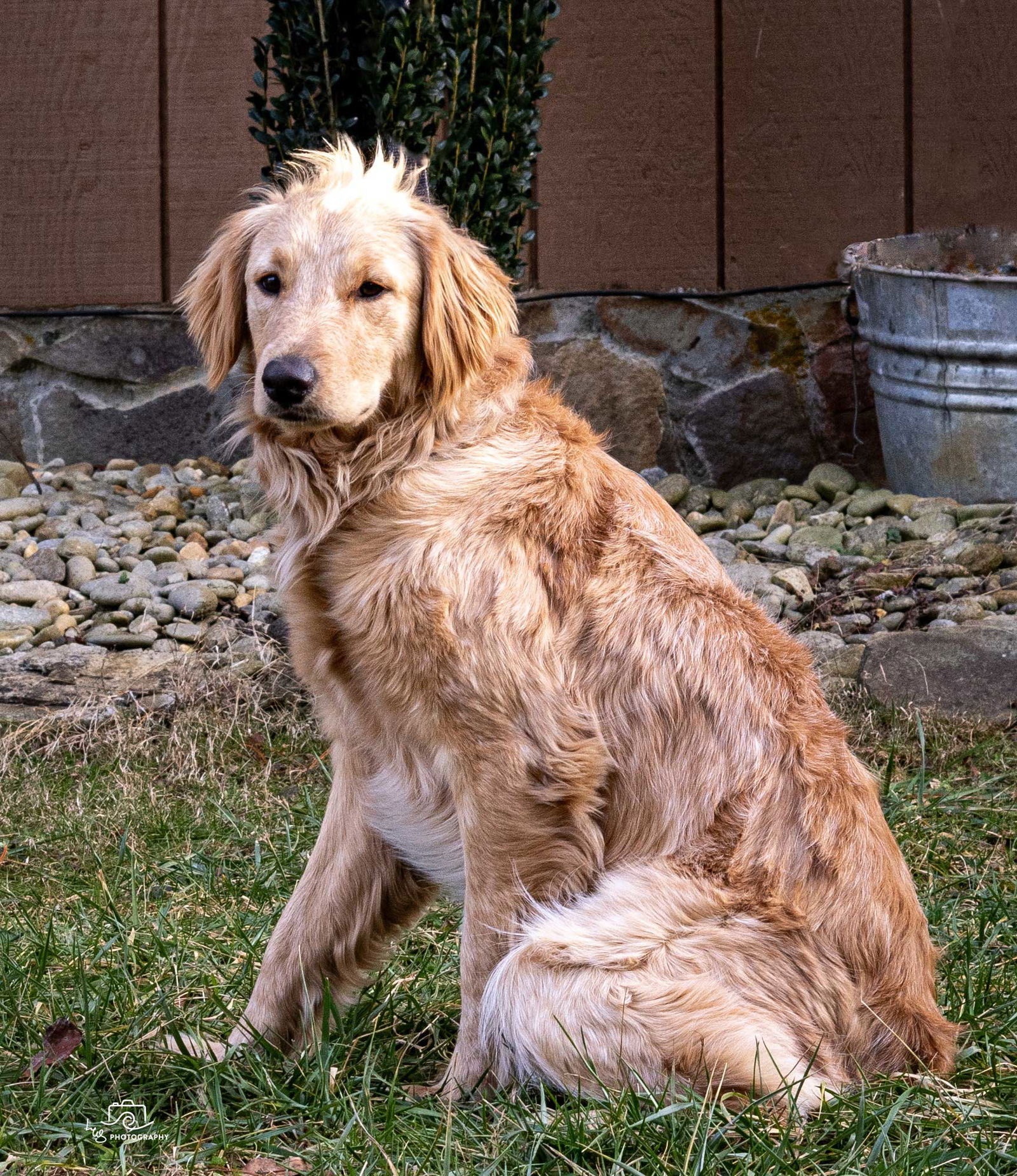 Dog for Adoption - SUNSHINE SUNNY Golden Retriever Pup, a Golden 