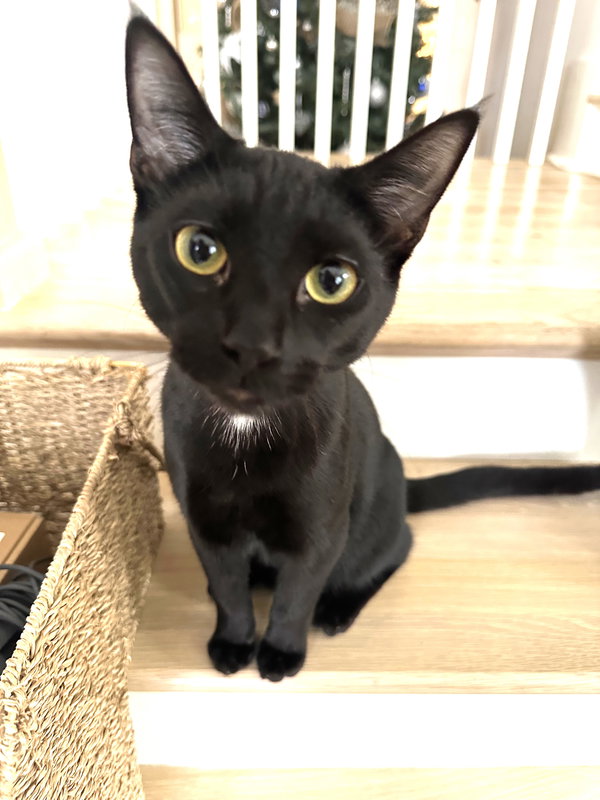 KITTY DISTINGUISHED DERRICK