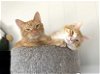 adoptable Cat in  named TARZAN and BOY ORANGE - BONDED BROTHERS