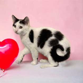 adoptable Cat in Sussex, NJ named KITTEN MARCIE