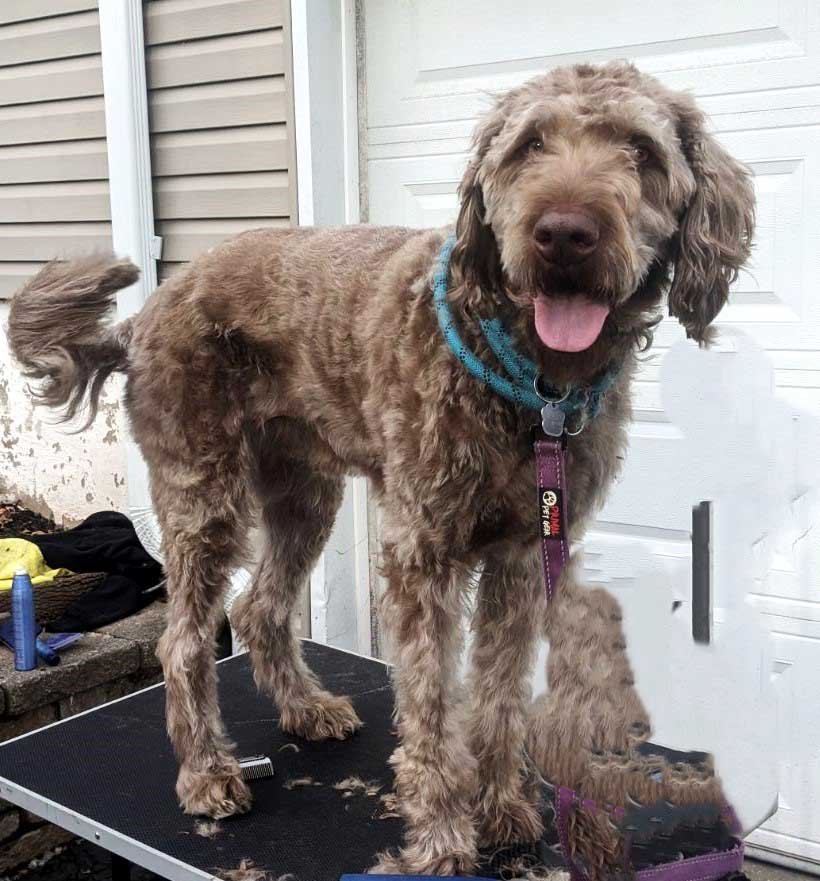 adoptable Dog in Sussex, NJ named MILO  MAGOO