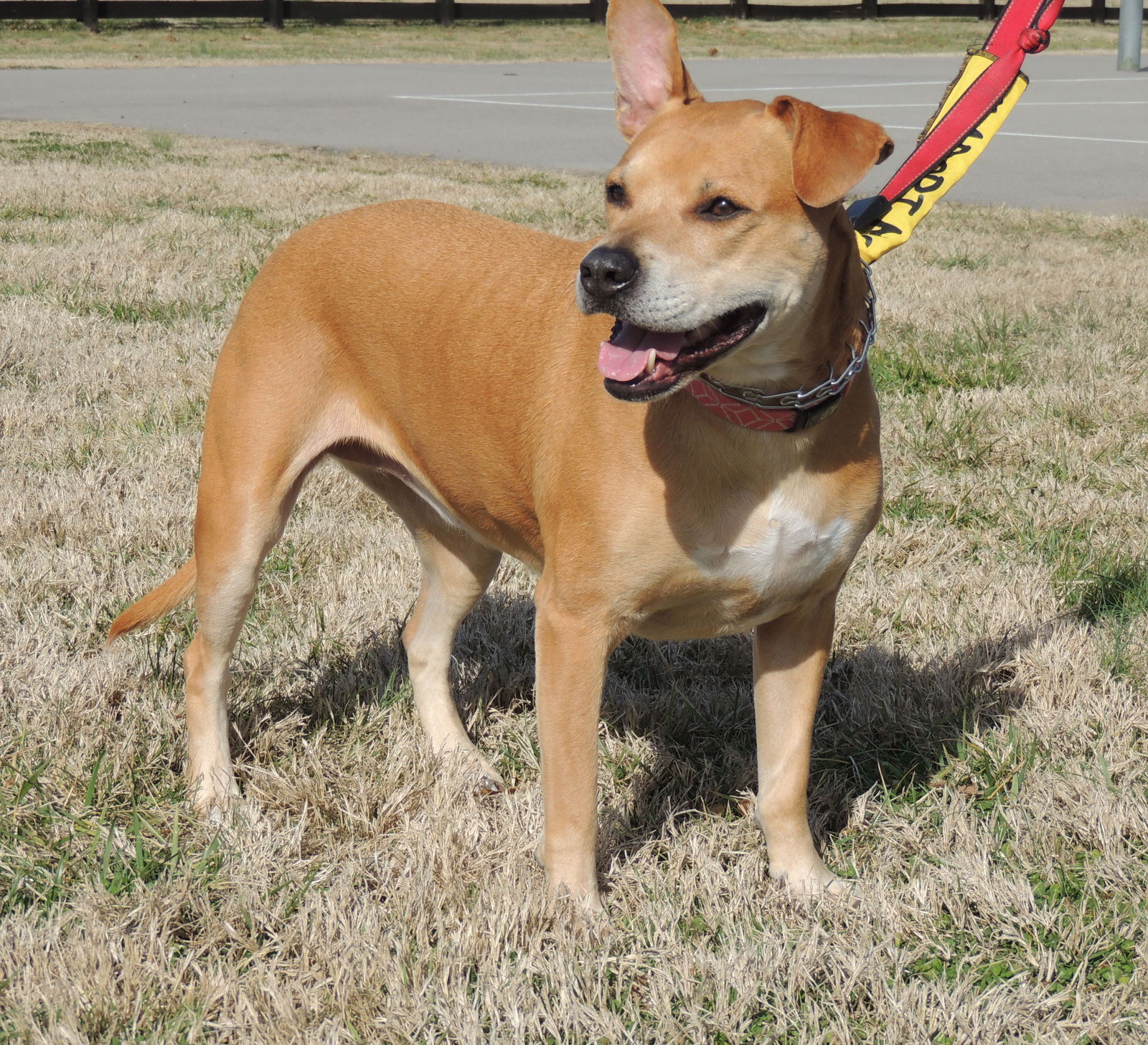 adoptable Dog in Sussex, NJ named DARLING DAISY