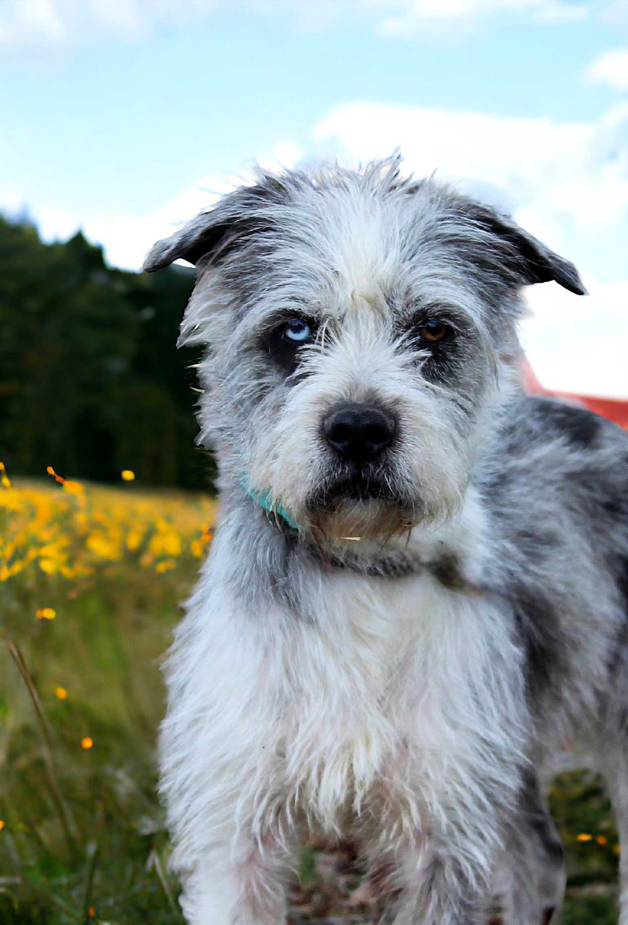 Dog For Adoption - Lora Lee, A Australian Shepherd In Essex County, Nj 