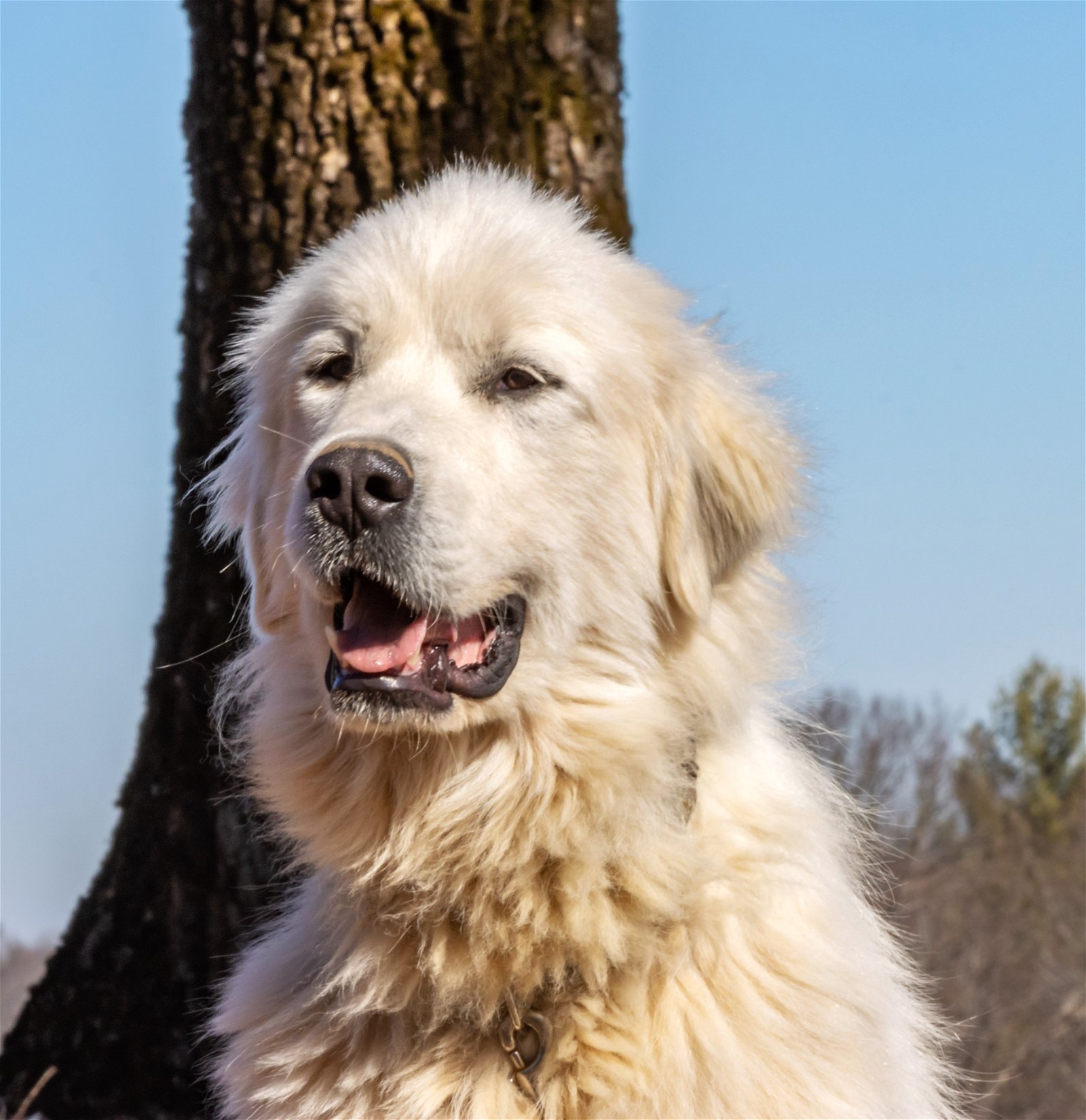 adoptable Dog in Sussex, NJ named ODIN