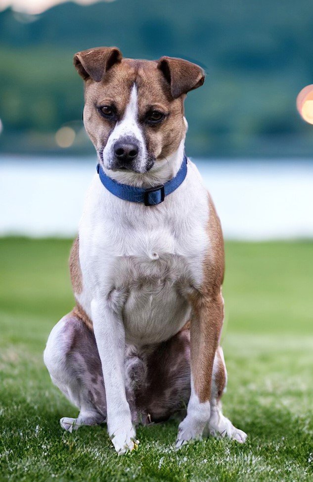 adoptable Dog in Sussex, NJ named LIL KANGAROO   27 lbs.