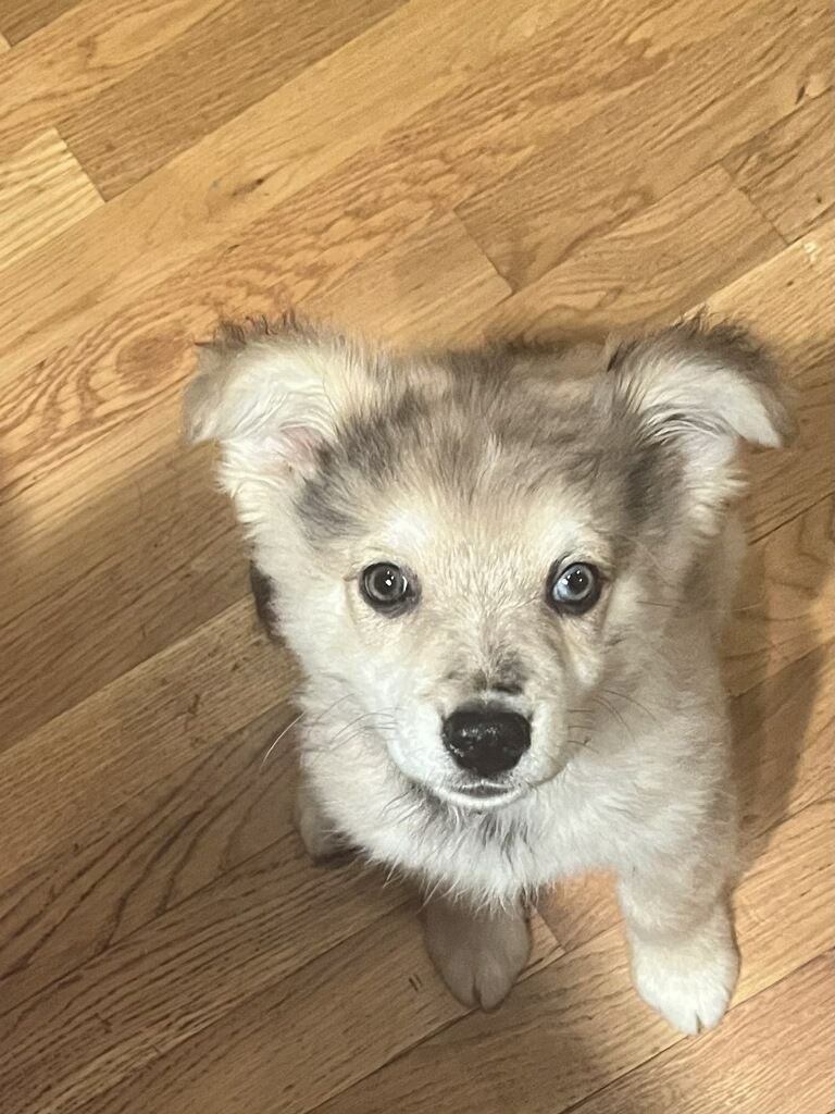 Dog for Adoption PUPPY TIFFANY, a Chihuahua in Rahway, NJ Alpha Paw