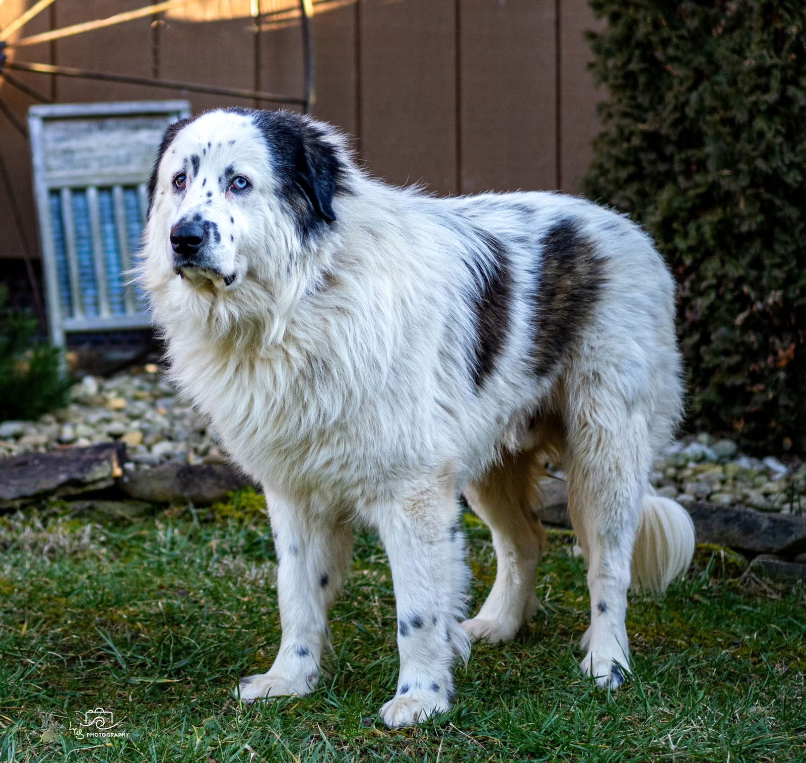 adoptable Dog in Sussex, NJ named CIVIC  A HUGE LOVER