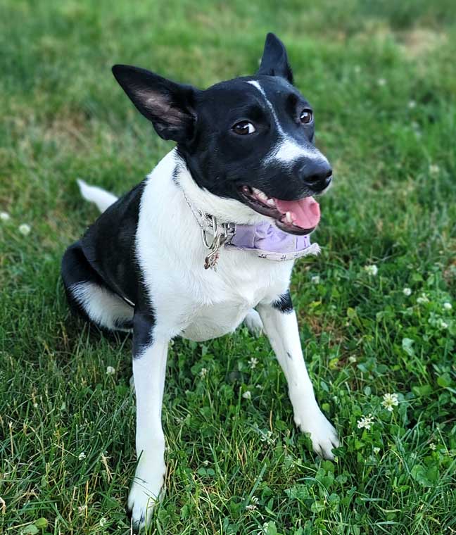 adoptable Dog in Sussex, NJ named PUPPY LUNA SWEET DOCILE