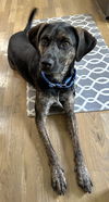 adoptable Dog in sussex, NJ named PUPPY RAZ TAZ- SPECIAL