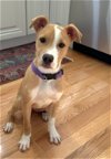 adoptable Dog in  named PUPPY LIL ECHO-FOSTER OR ADOPTER NEEDED
