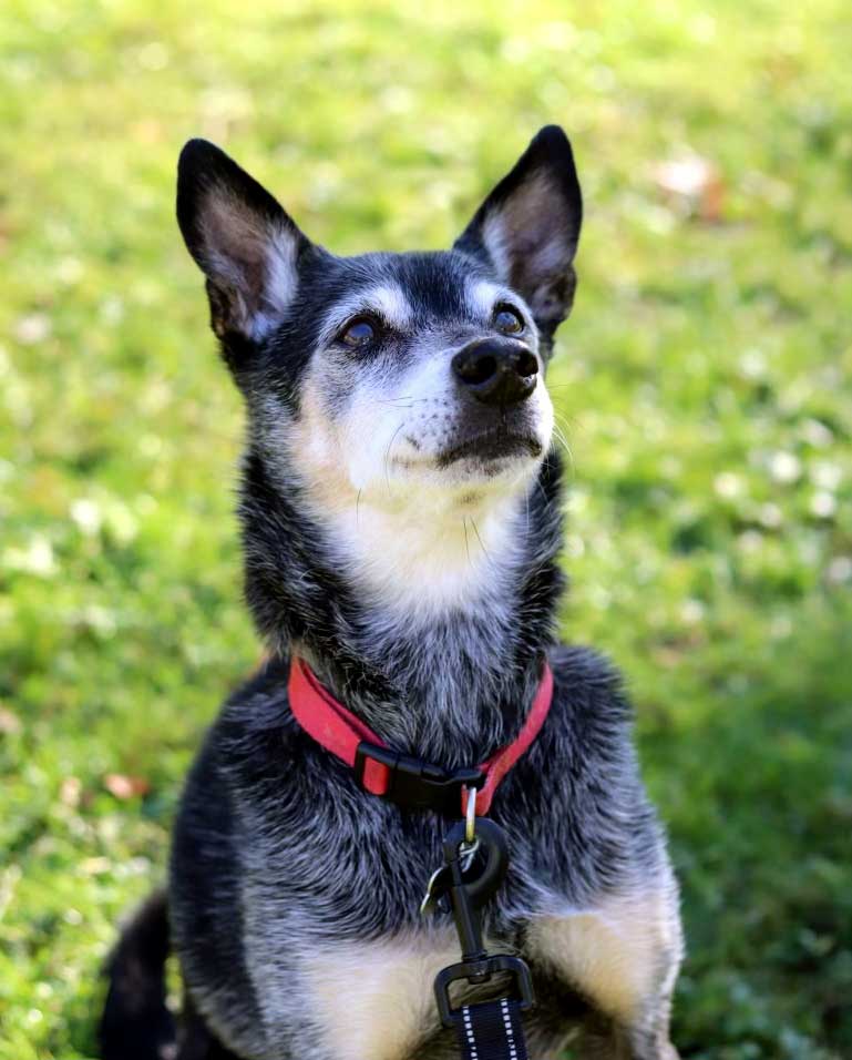 adoptable Dog in Sussex, NJ named ROSCOE - SWEET SENIOR