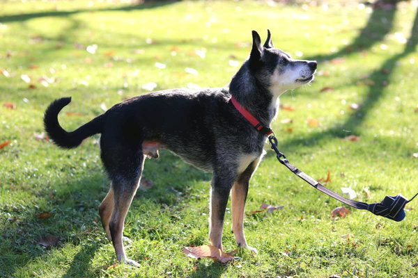 ROSCOE - SWEET SENIOR