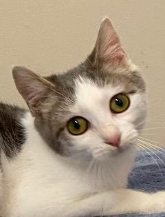 adoptable Cat in Sussex, NJ named KITTEN EVA