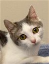 adoptable Cat in , NJ named KITTEN EVA