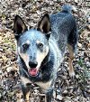 adoptable Dog in sussex, NJ named BLUE TELLICO