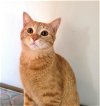 adoptable Cat in , NJ named KITTY GENTLE GINGER