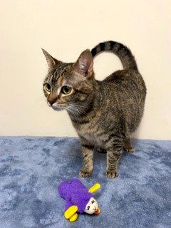 picture of the cat needing adoption