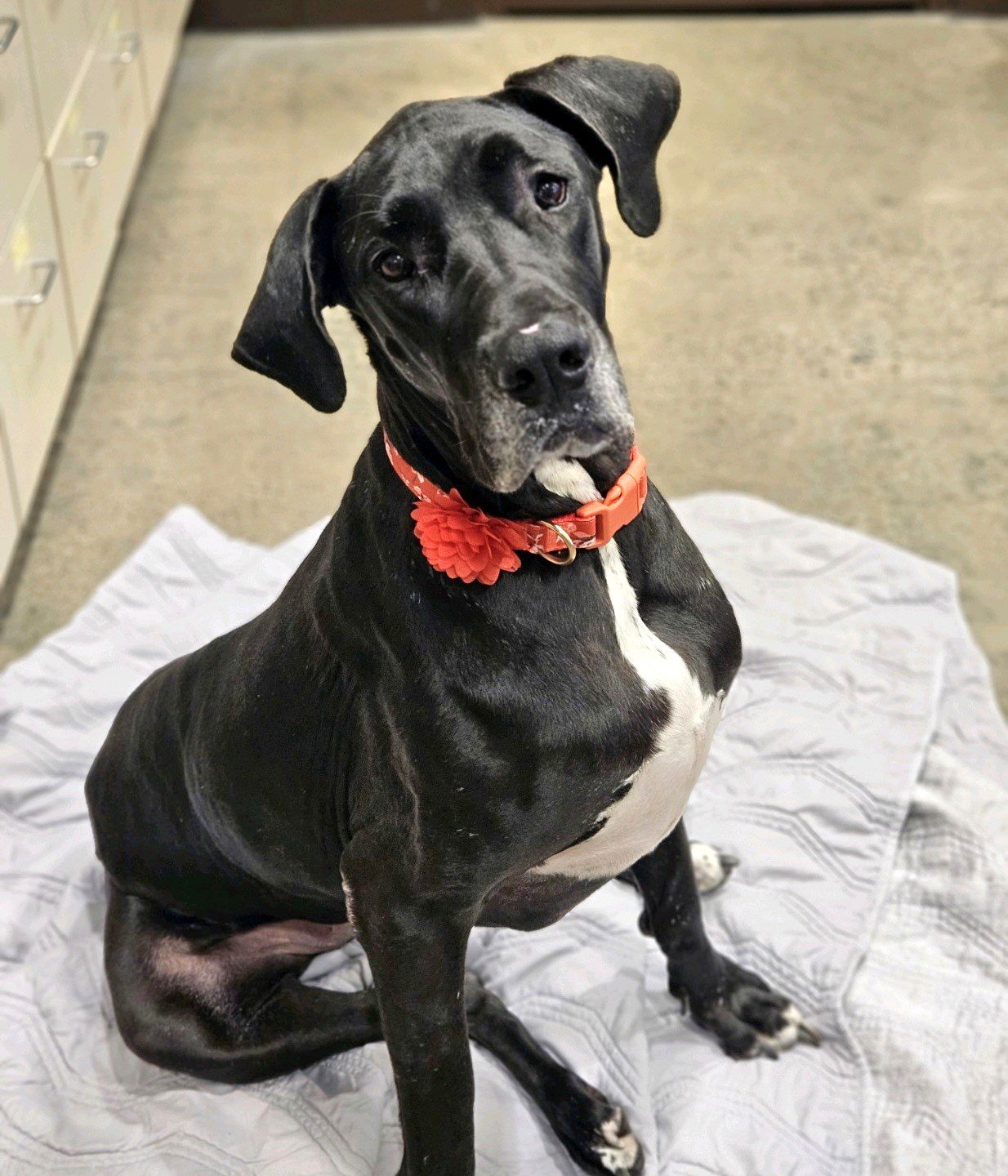 adoptable Dog in Sussex, NJ named LAYLAH