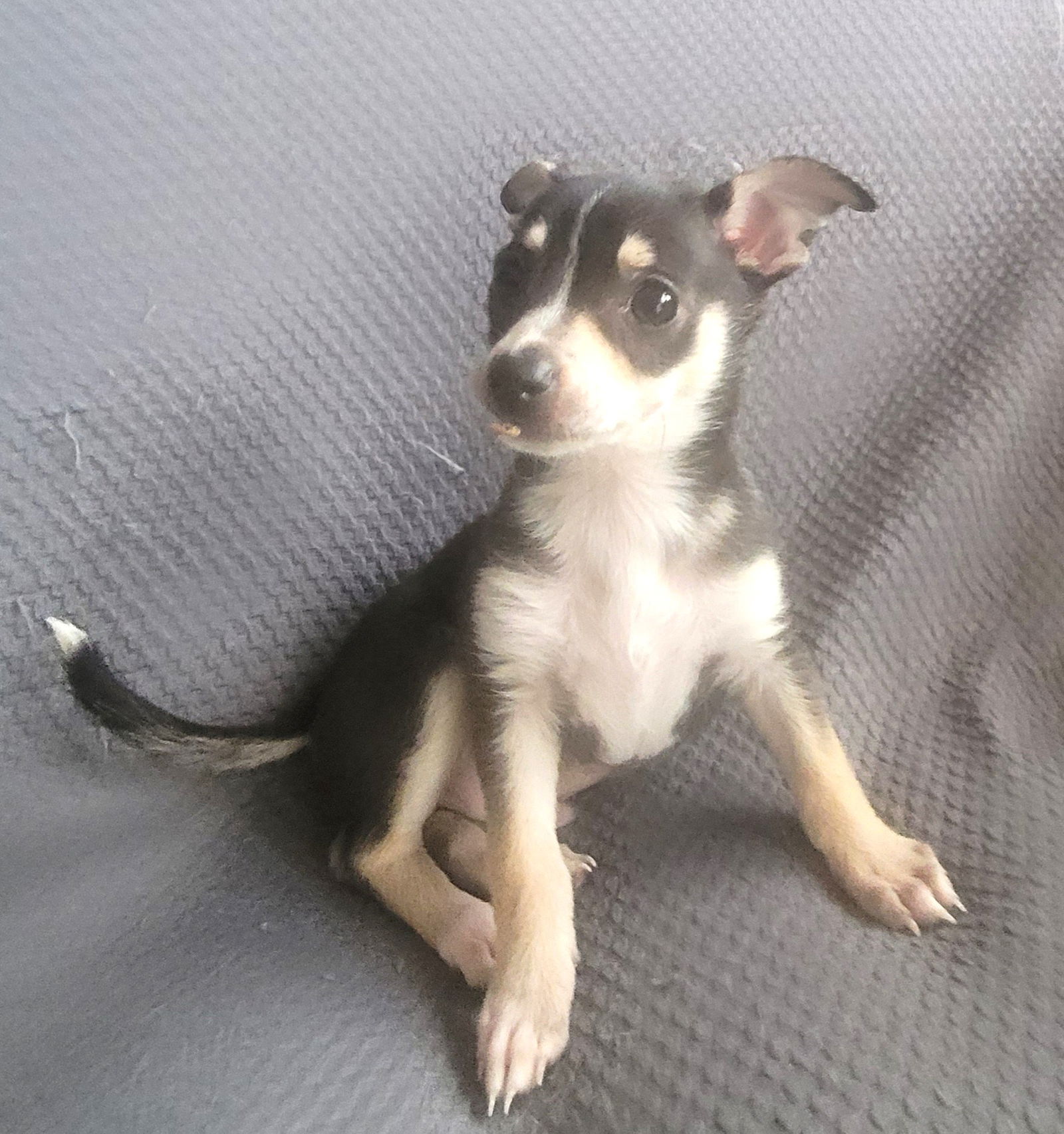 Dog For Adoption Precious Puppy Peanut A Chihuahua In Port Jervis