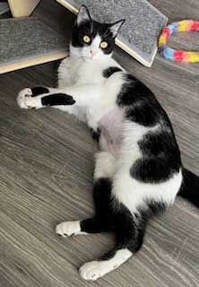 adoptable Cat in Sussex, NJ named PRINCESS SPOTIFY