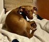 adoptable Dog in Sussex, NJ named ESME 35 LBS EASY  GIRL